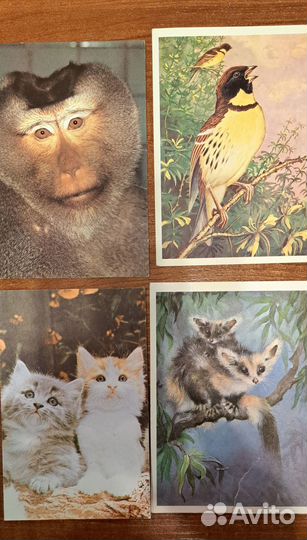 Открытки Животные СССР