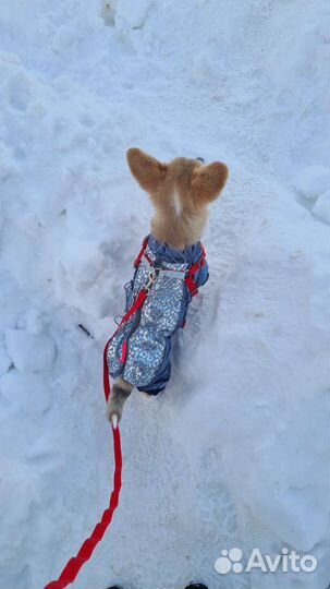 Комбинезон для собаки