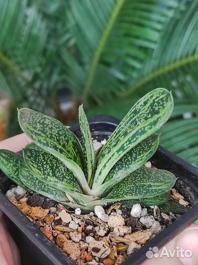 Продам комнатные растения