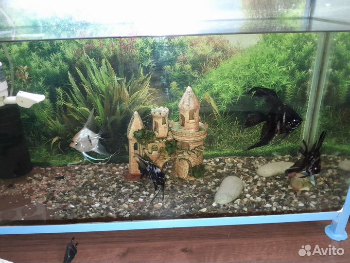 Аквариум с рыбками