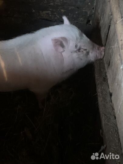 Поросята на мясо