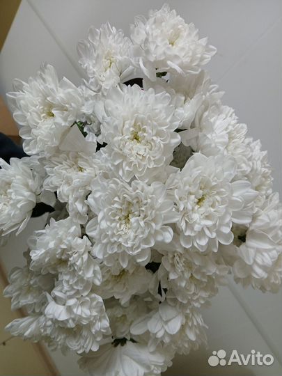 Свежие цветы опт