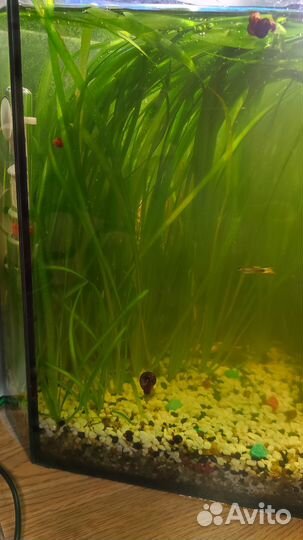 Аквариумные растения