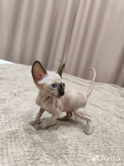 Канадский сфинкс