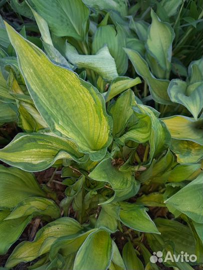 Хосты (саженцы) и опора для растений 70см