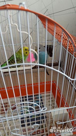 Волнистый попугай девочка