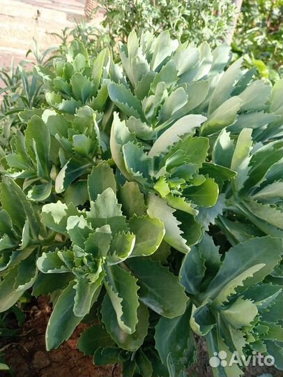 Очиток седум сформированные кусты