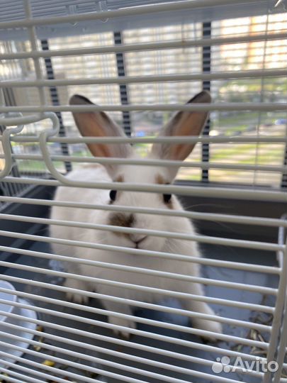 Декоративный кролик