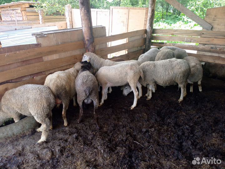 Овцы бараны ягнята