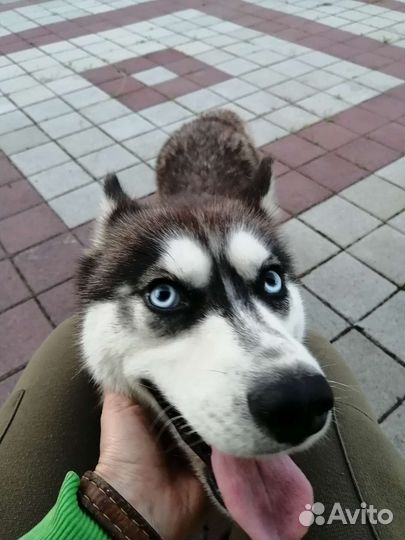 Сибирский хаски