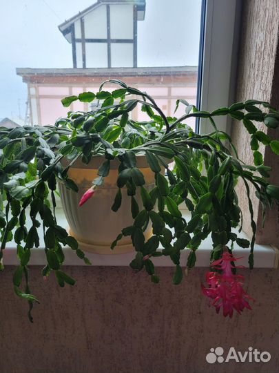 Замиокулькас,толстянка, декабрист Шлюмберга