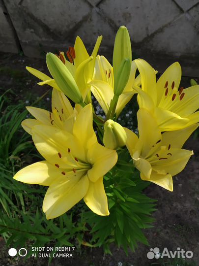 Цветы для сада