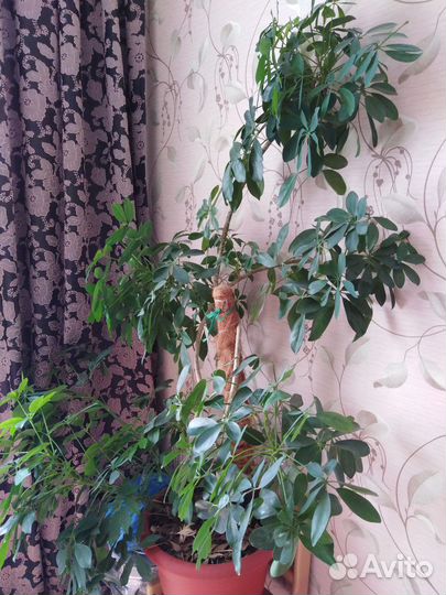 Комнатный цветы шефлера