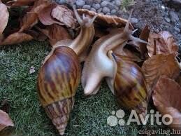 Улитки Ахатины