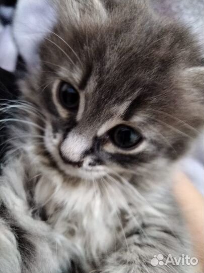 Котята в добрые руки бесплатно
