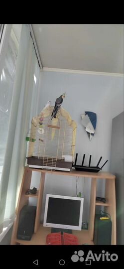 Кореллы и волнистый попугай