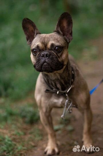 Французский бульдог бесплатно
