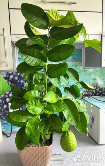 Лимон взрослое дерево с плодами