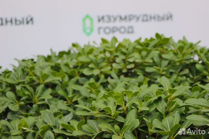 Смолосемянник карликовый нана (крупный куст)