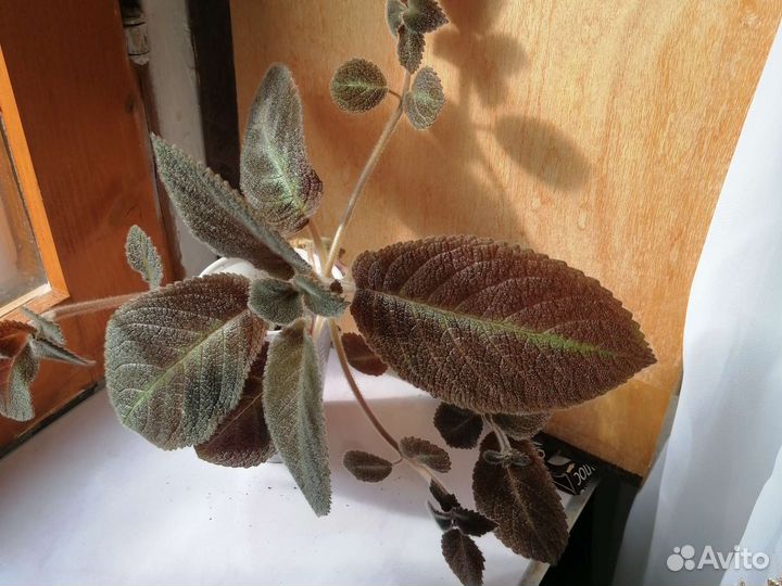 Комнатные растения