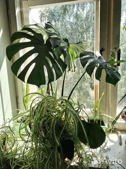 Монстера и др