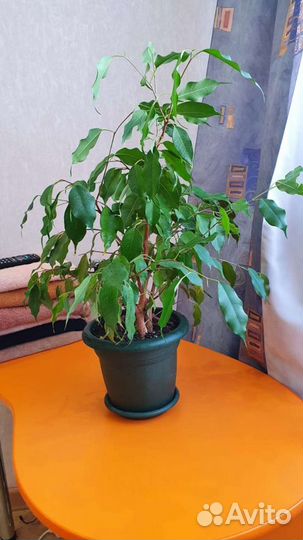 Фикус бенджамина кинки