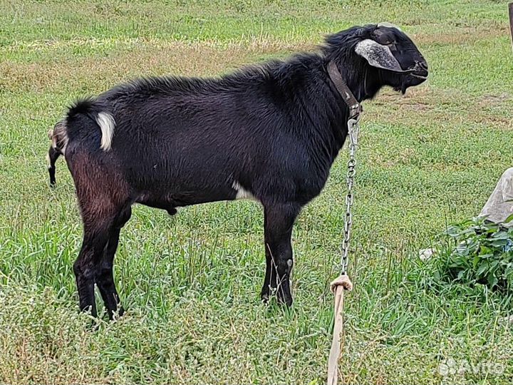 Нубийский козел