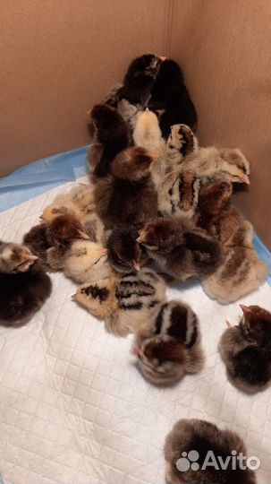 Цыплята суточные