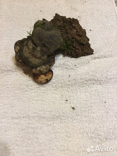 Набор природный кора и мох для поделок