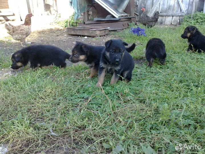 Щенки немецкой овчарки