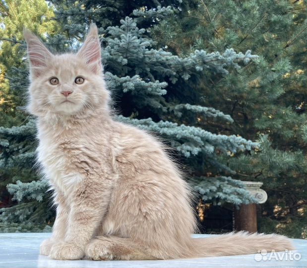 Котята мейн-кун