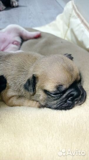 Щенки Французского бульдога
