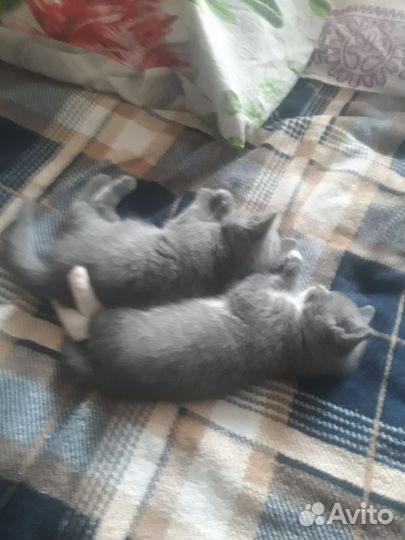 Серенький котенокк