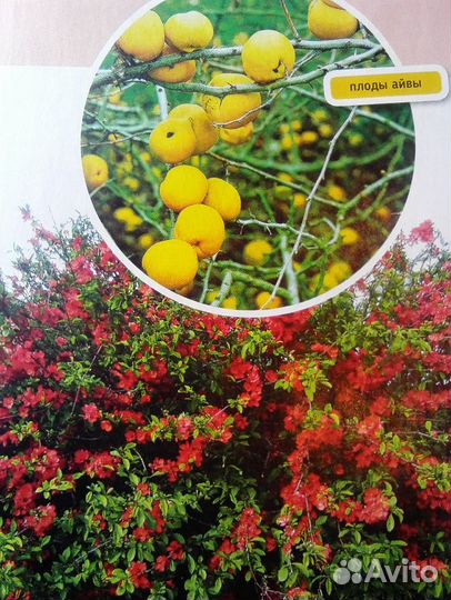 Саженцы Айвы японской