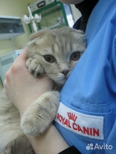 Кастрация котов, кобелей на дому