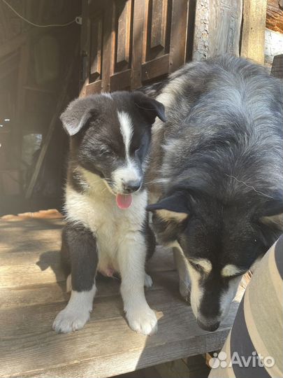 Щенок Маламута