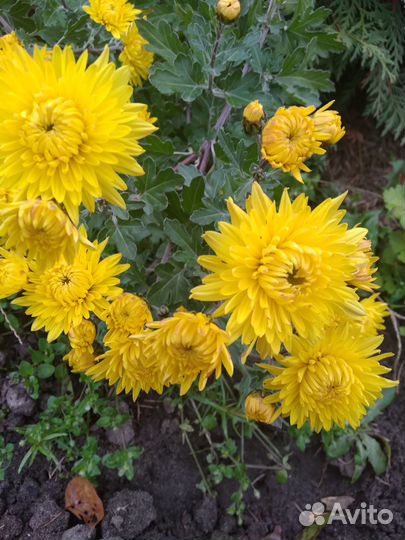 Хризантема