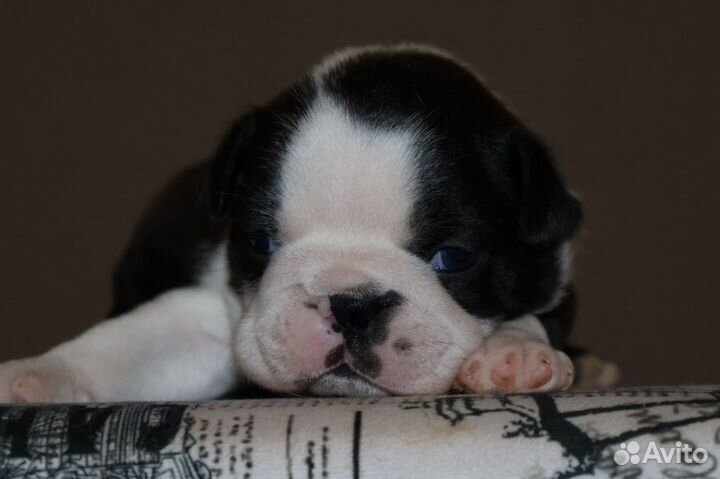 Щенки Бостон Терьер