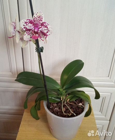 Орхидея Фронтера цветущая