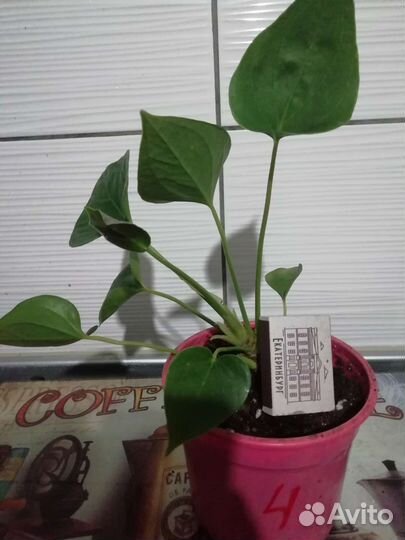 Комнатные цветы антуриум