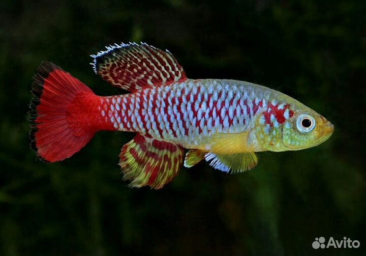 Killifish