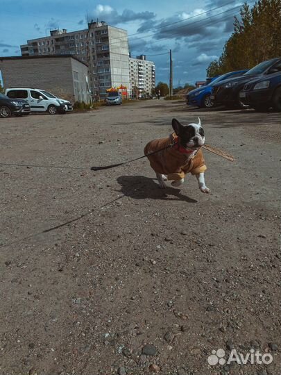 Французский бульдог
