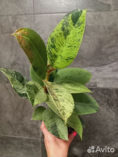 Фикус, филодендроны