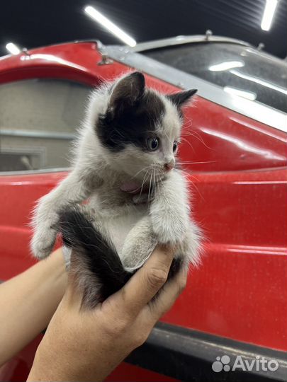 Котята в добрые руки мальчики