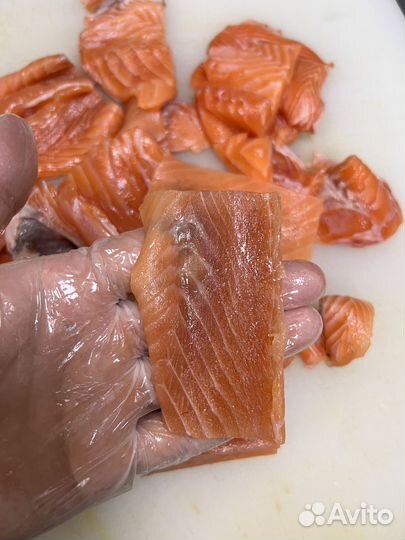 Лосось (Семга)