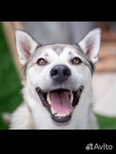 Шикарный барон ищет дом. Сибирский хаски метис