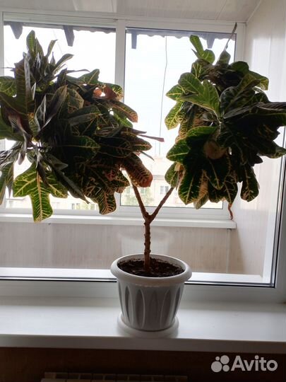 Комнатные растения