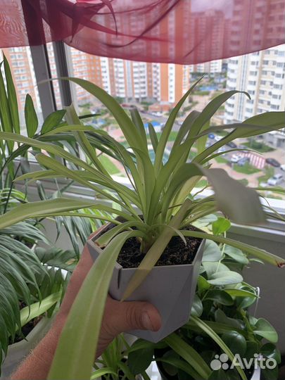 Хлорофитум