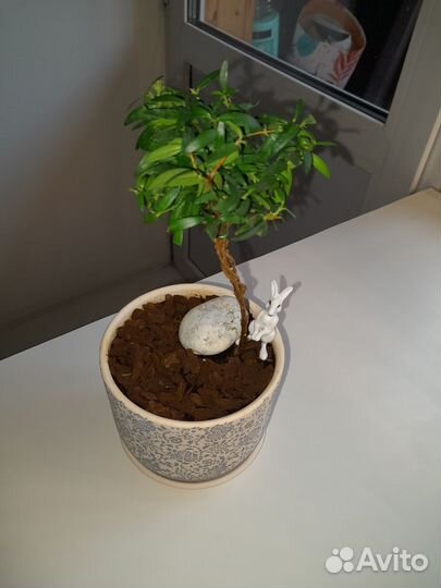 Мирт, детки