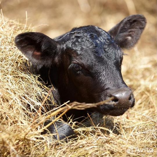 Бычки мясные